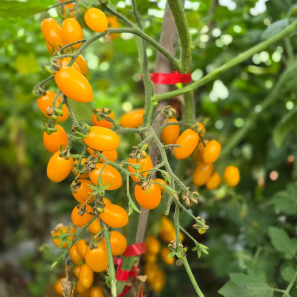 911 Cheesman's Galapagos Wild Tomato, 5 Seeds