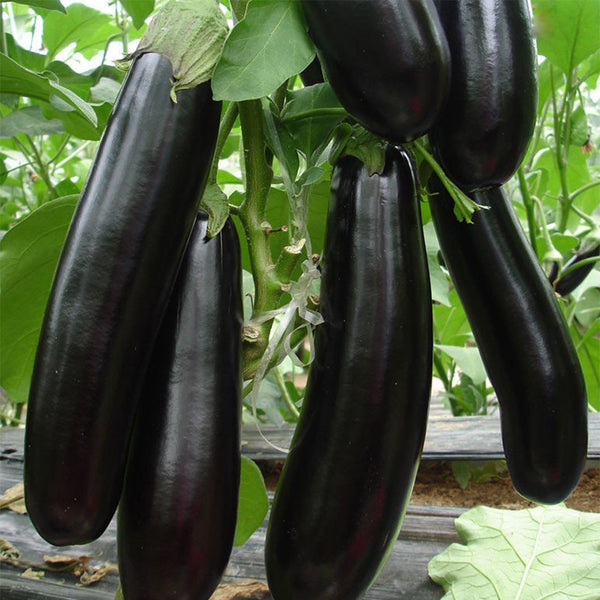 'Changza 218' Eggplant Seeds, 10g