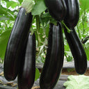 'Changza 218' Eggplant Seeds, 10g