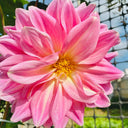 Dwarf Dahlia, 1g
