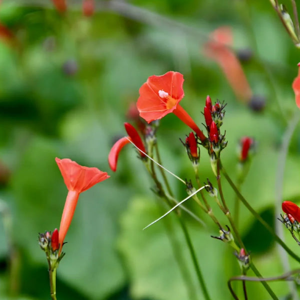 W956 Orange-Red Roundleaf Morning Glory, 20 Seeds