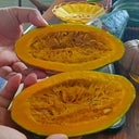 Sweet Lucky Star Pumpkin Seeds, 500 Seeds