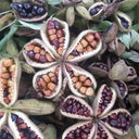 Purple-spotted Peony Mixed, 20 Seeds