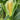 Xiami Sweet Corn Seeds, 15g