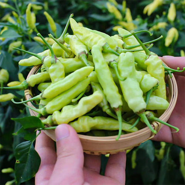 Pickling Pepper Seeds, 0.5g