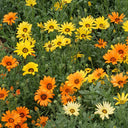 Mixed Colors Namaqualand Daisy Seeds, 1g