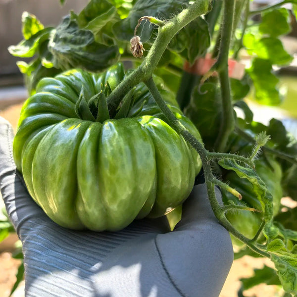 Mushroom Basket Tomato, 20~30 Seeds