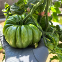 Mushroom Basket Tomato, 20~30 Seeds
