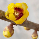 Guifei Sandalwood Wintersweet, 20 Seeds