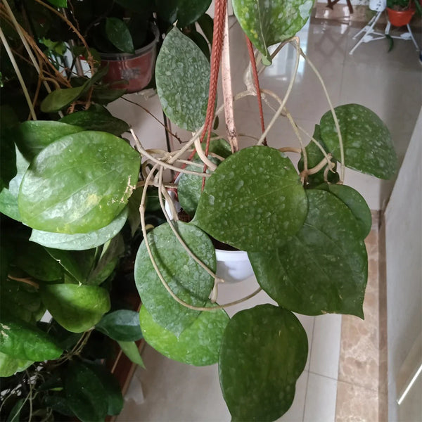 Hoya balaensis, 1 Cutting