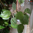 Hoya balaensis, 1 Cutting