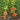 514 Shpynell Tomato, 5 Seeds