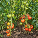 514 Shpynell Tomato, 5 Seeds