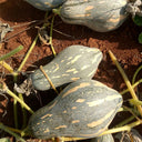 Sweet Taro Pumpkin Seeds, 20 Seeds