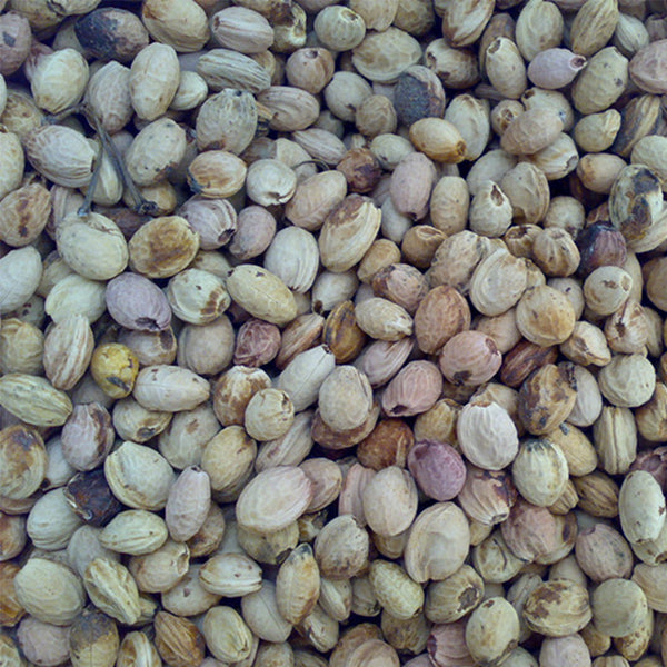 Winter Cherry Seeds, 10g