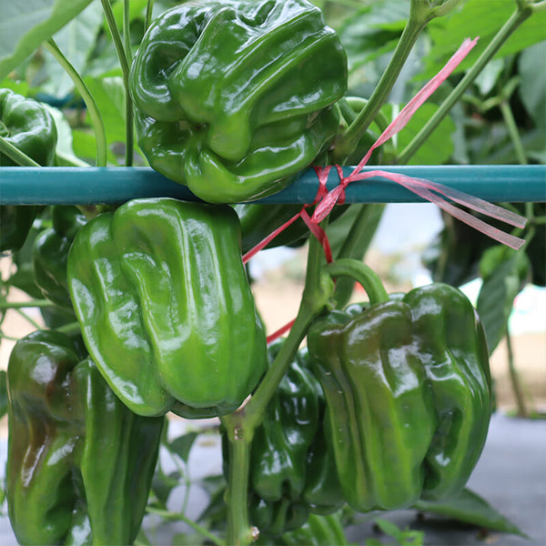 Spicy No.1 Chili Pepper Seeds, 100 Seeds