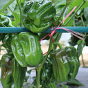 Spicy No.1 Chili Pepper Seeds, 100 Seeds