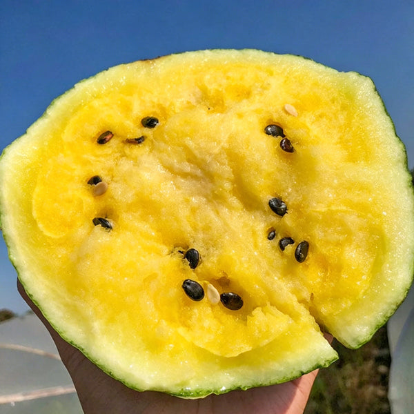 Linglong Yellow Watermelon, 20 Seeds
