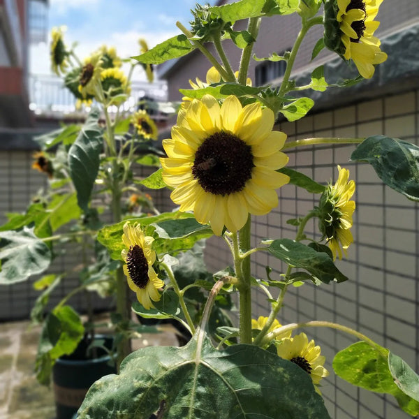 'Green Crown' Ornamental Sunflower Seeds, 1g