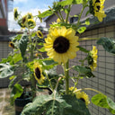 'Green Crown' Ornamental Sunflower Seeds, 1g