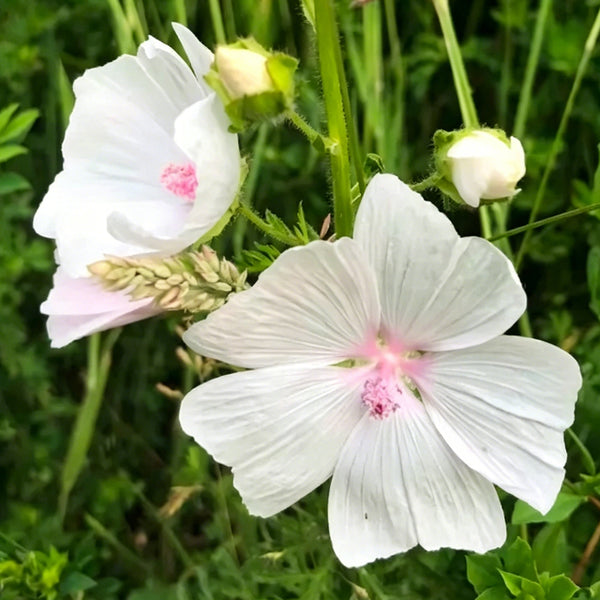 White Flowered Mallow, 200 Seeds
