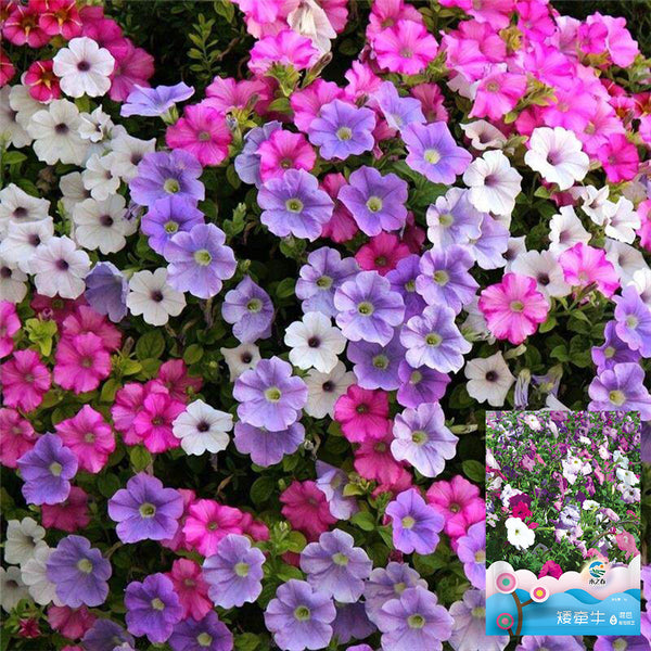 Hezhichun Mixed Color Petunia Seeds, 1g