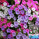 Hezhichun Mixed Color Petunia Seeds, 1g