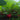 Meiying Cherry Radish Seeds, 5g