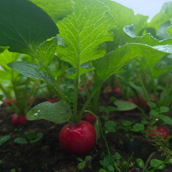 Meiying Cherry Radish Seeds, 5g