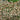 Mexican Fleabane, 20 Seeds