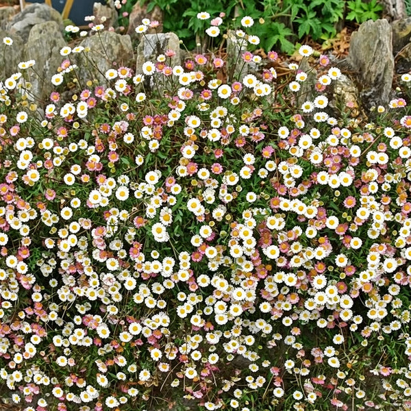 Mexican Fleabane, 20 Seeds