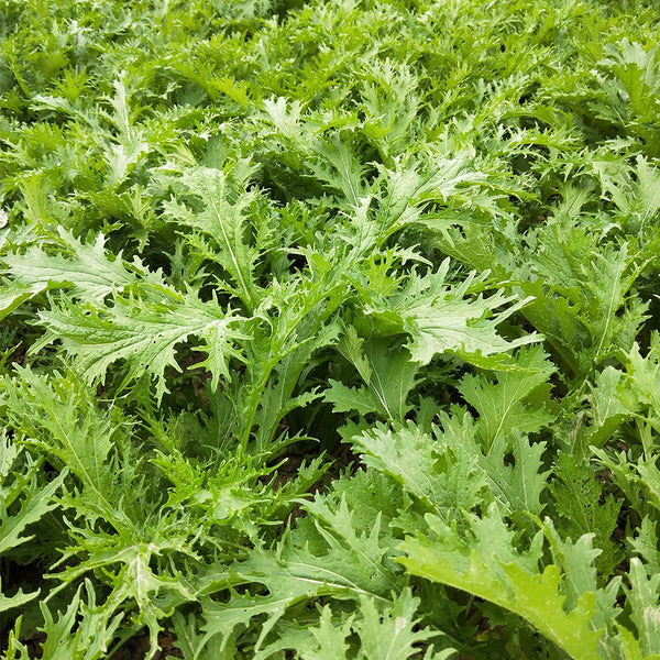 Hybrid Potherb Mustard Seeds, 10g