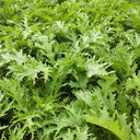 Hybrid Potherb Mustard Seeds, 10g