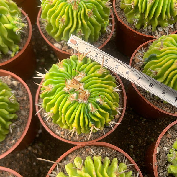 Echinofossulocactus multicostatus f. variegata Live Cactus