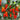 Mixed Color Fruit Pepper, 80 Seeds