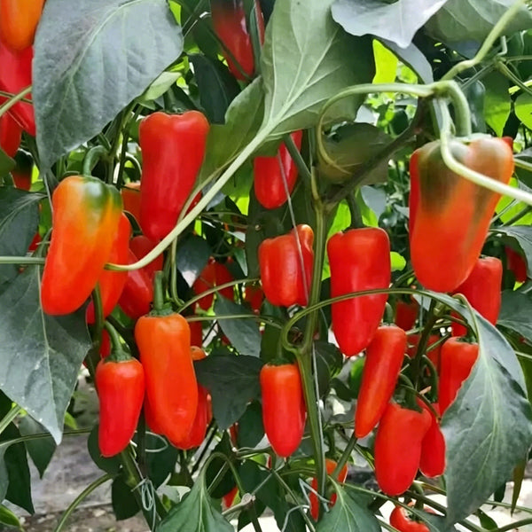Mixed Color Fruit Pepper, 80 Seeds