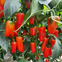 Mixed Color Fruit Pepper, 80 Seeds