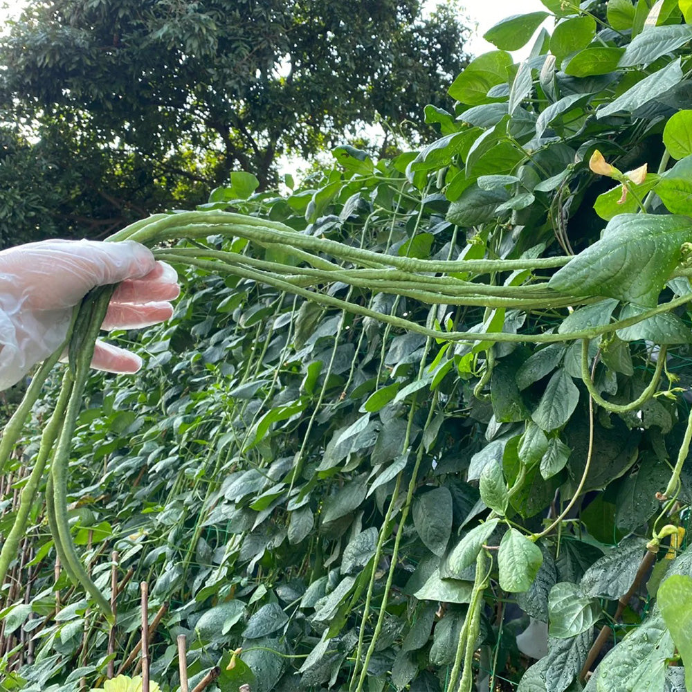 Three-foot Green Cowpea Seeds, 5 × 10g Bags