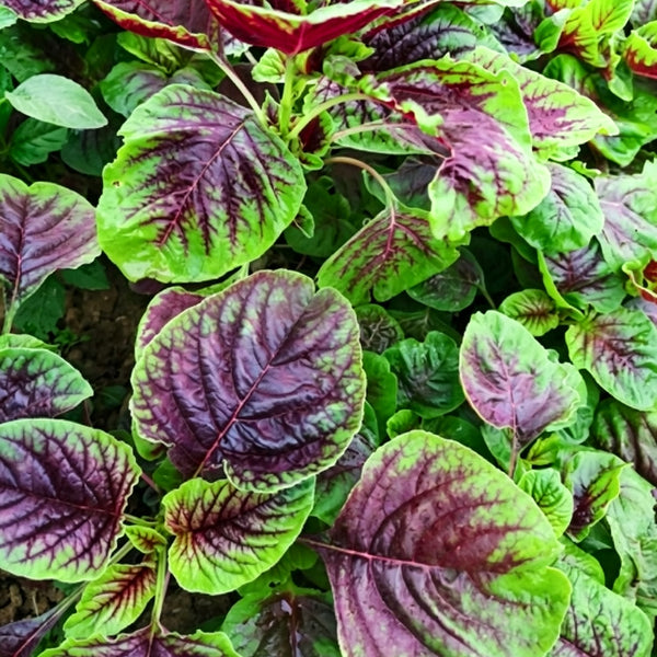 Large Round Leaf Red Amaranth Seeds, 20g