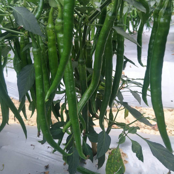 Xiangla No.6 Chili Pepper Seeds, 60 Seeds