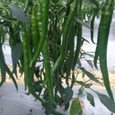 Xiangla No.6 Chili Pepper Seeds, 60 Seeds