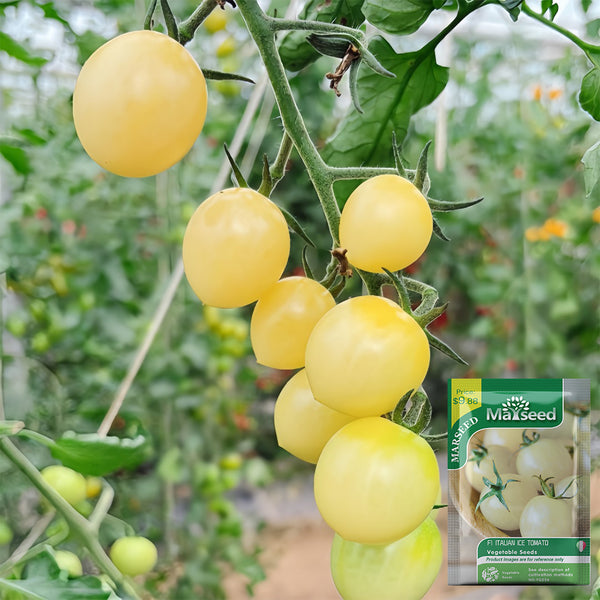 Italian Ice Cherry Tomato, 20 Seeds