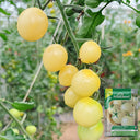 Italian Ice Cherry Tomato, 20 Seeds