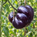392 Stars × Black Beauty Tomato, 5 Seeds