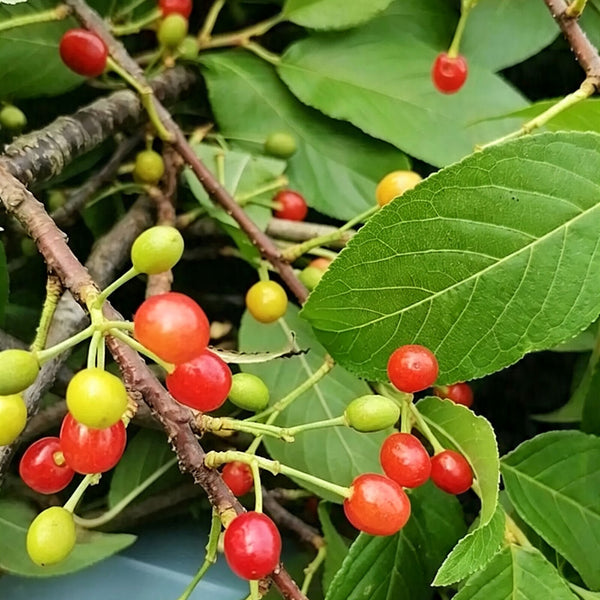 Wild Cherry Rootstock, 200 Seeds