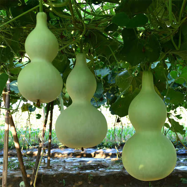 Hezhichun Giant Bottle Gourd, 10 Seeds