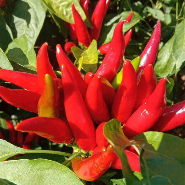 Blazing Upright Cluster Pepper Seeds, 0.5g