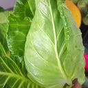 Oxheart Cabbage Seeds, 100 Seeds