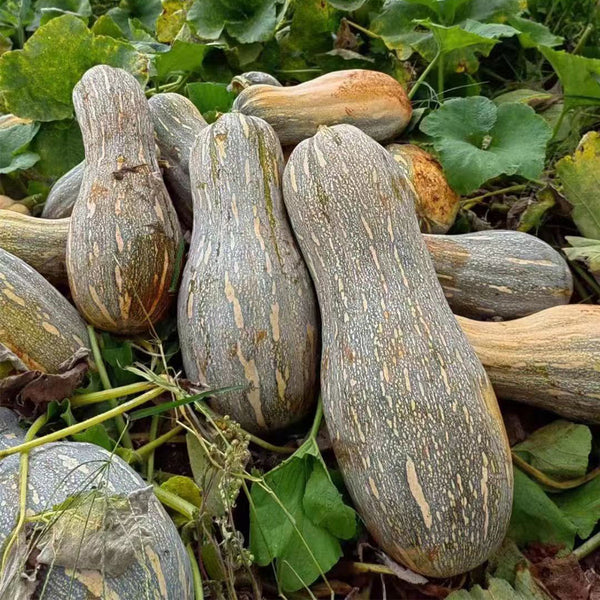 Large-Fruited Miben Pumpkin Seeds, 2g