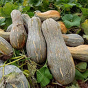 Large-Fruited Miben Pumpkin Seeds, 2g